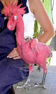 featherless chicken breed|Featherless chicken creates a flap